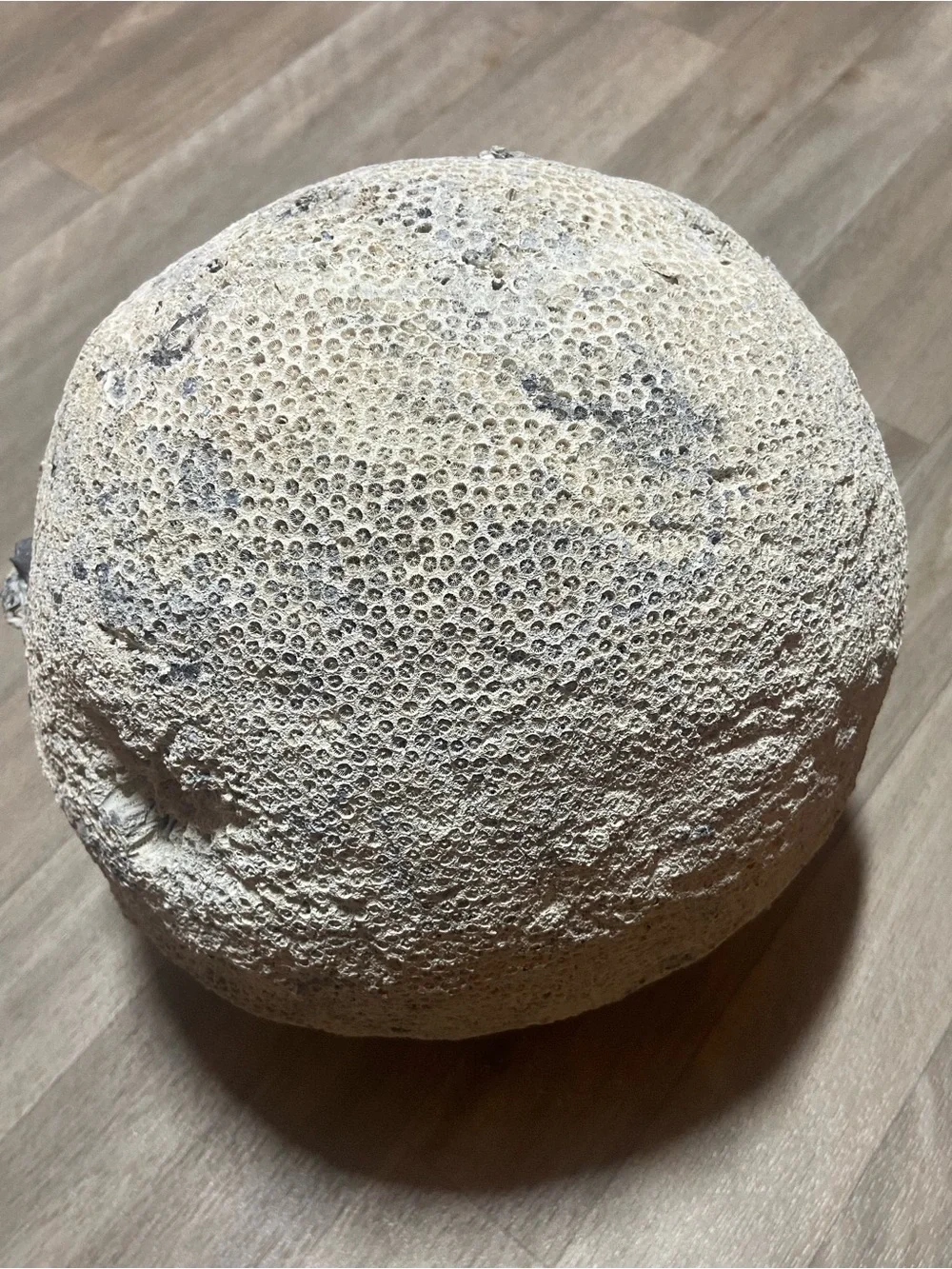 Natural Brain Coral Ocean Fossil Decor  13lbs 6oz 30in Around Uncleaned
